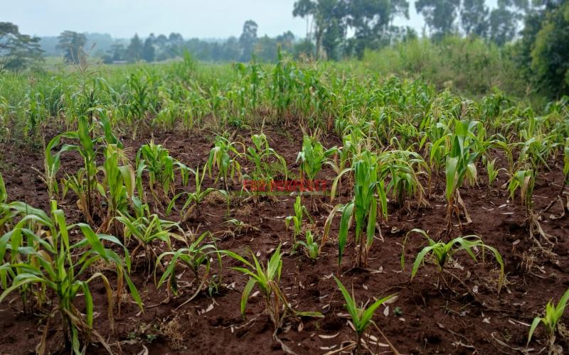 Prime 50by100ft Residential Plot For Sale In Kikuyu, Gikambura.