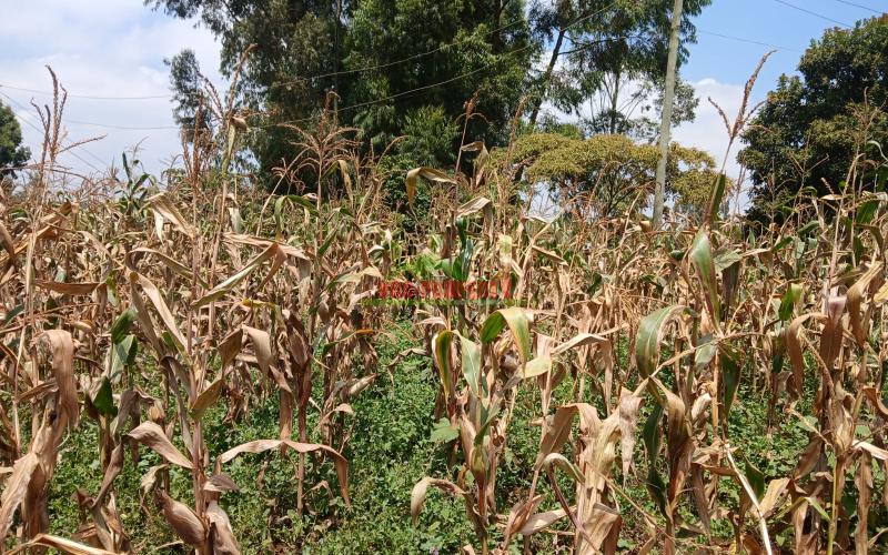 Prime  40 By 80 Plot For Sale In Kikuyu Gikambura