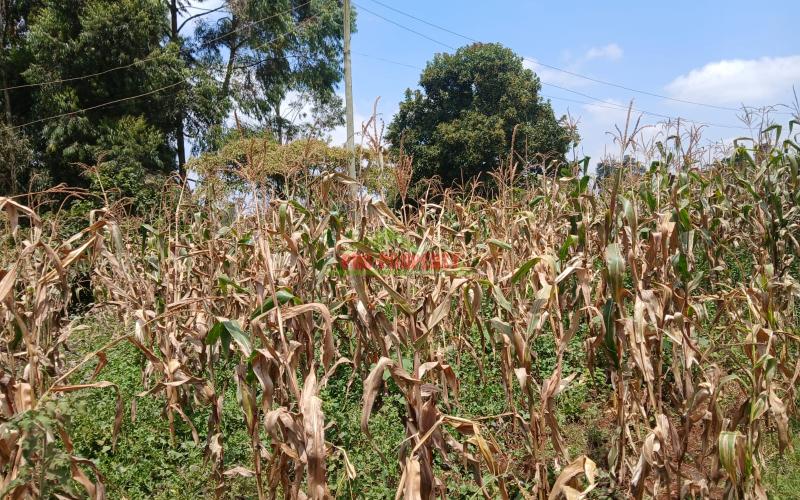Prime  40 By 80 Plot For Sale In Kikuyu Gikambura