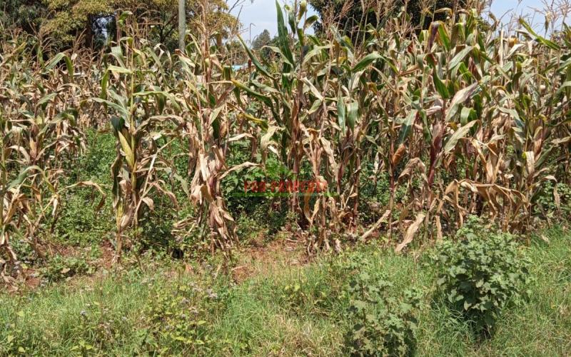 Prime Residential 40 By 80 Plot For Sale In Kikuyu Gikambura (musa Gitau Area)