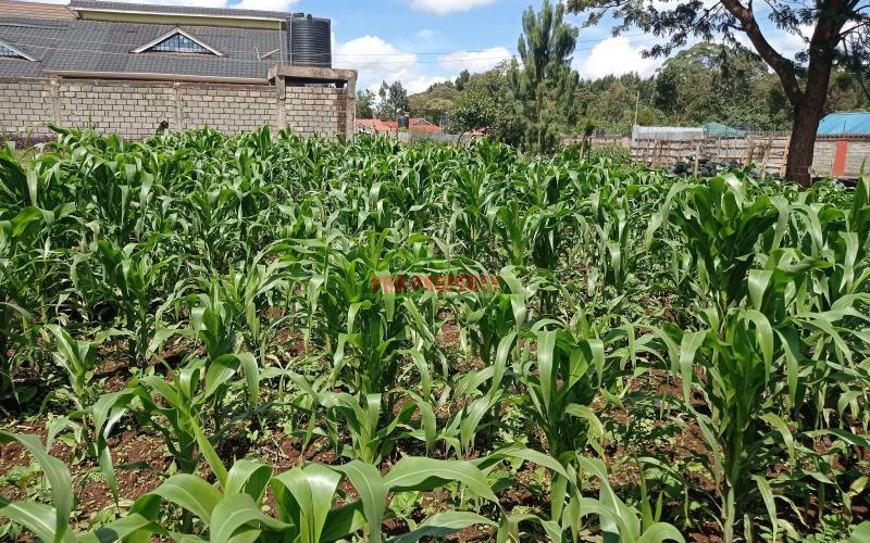 Prime Residential Plot For Sale In Kikuyu, Kiambaa.