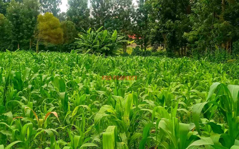 Commercial Plot For Sale In Kinoo Muthiga