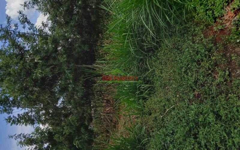 Prime  100 By  100 Ft  Residential Plot For Sale In Kikuyu,muguga- Thamanda  Area