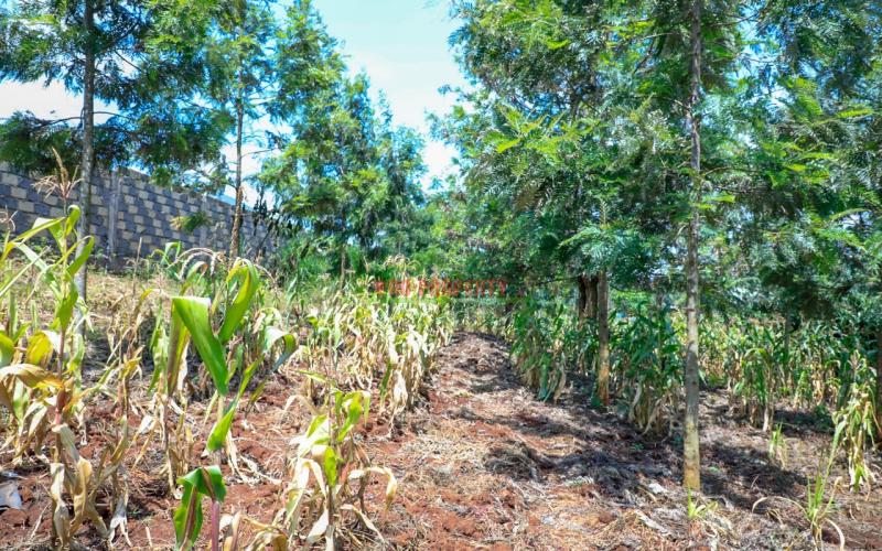 Prime Residential Plot For Sale In Kikuyu, Thamanda