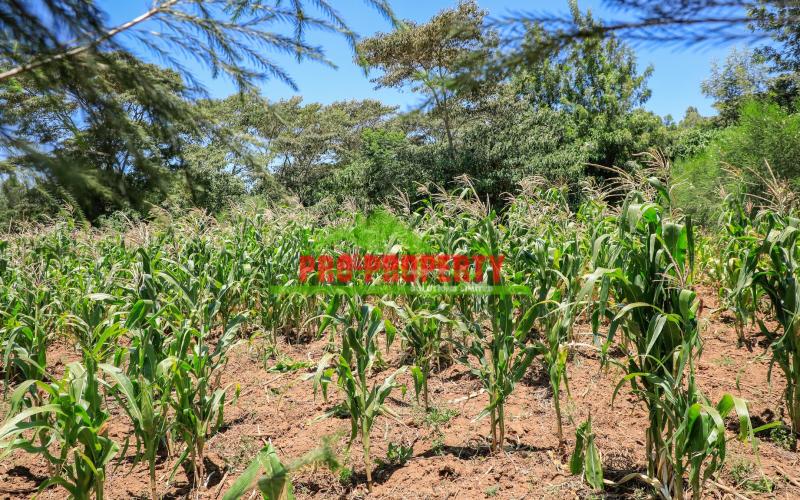 Explore 50 X 100 Ft  Prime Residential Plots For Sale In Kikuyu, Kamangu