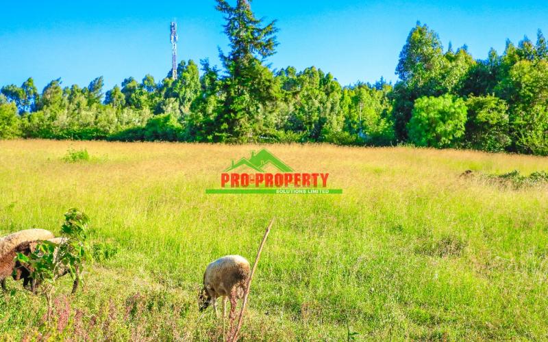 Prime Residential 1/4 Acre For Sale In Lusingetti