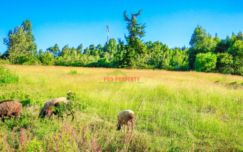 Prime Residential Plot For Sale In Kikuyu, Lusigetti