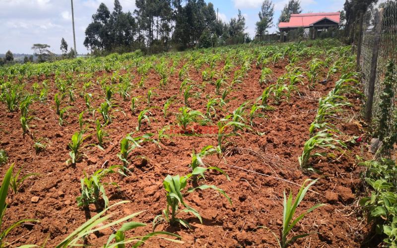 Residential Plot For Sale In Kamangu