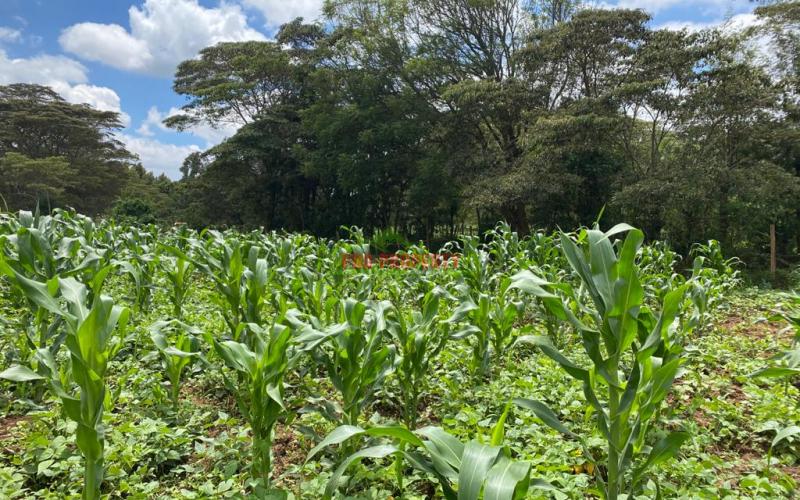 Prime Residential Plot For Sale In Kikuyu Kamangu.