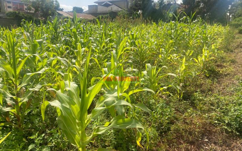 Prime Plot For Sale In Kikuyu, Thogoto Near Damacrest School.