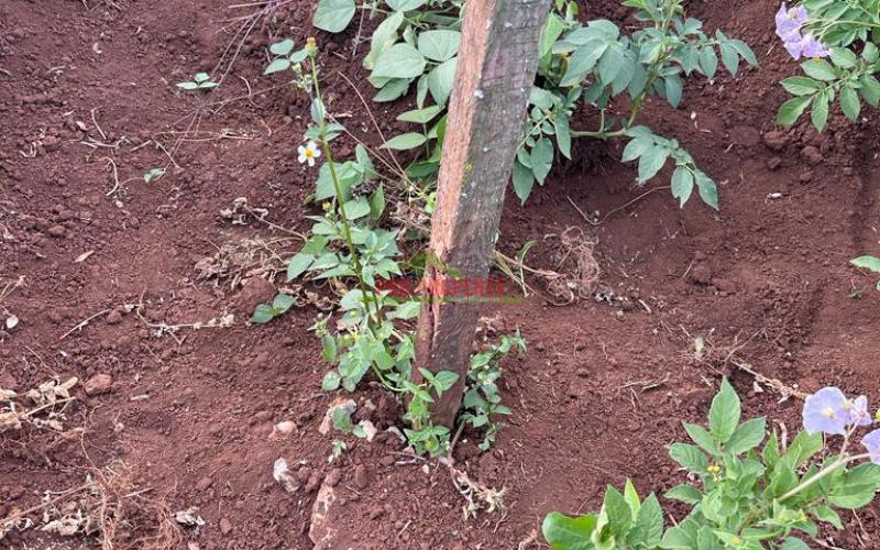 Prime 50 By 100 Fts Plot For Sale In Kikuyu, Sigona Along Waiyaki Way.