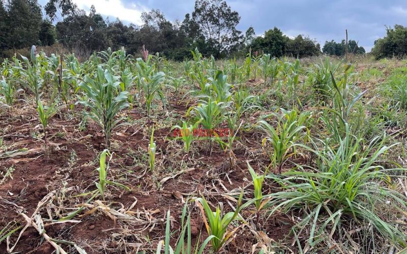 Affordable Residential Plot For Sale In Kikuyu, Kamangu.