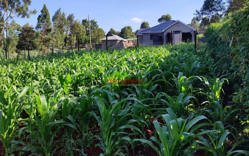 Prime 50 By 100ft Residential Plot In Thogoto