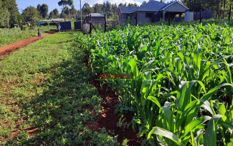 Prime 50 by 100ft Residential Plot in Thogoto