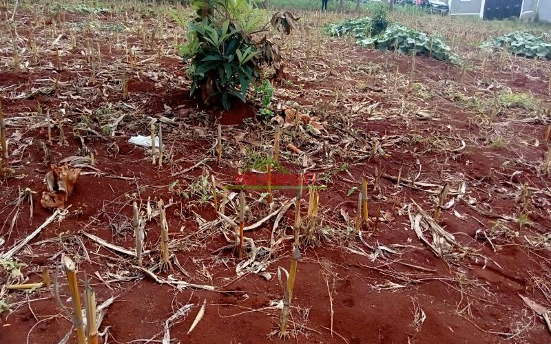 Prime Residential Plots For Sale In Lower Kabete
