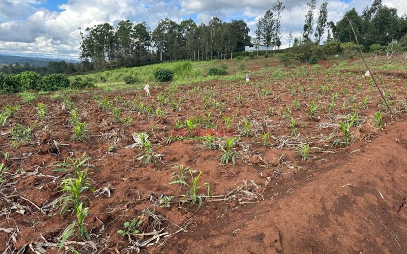 Residential Plots For Sale In Kikuyu, Gikambura.