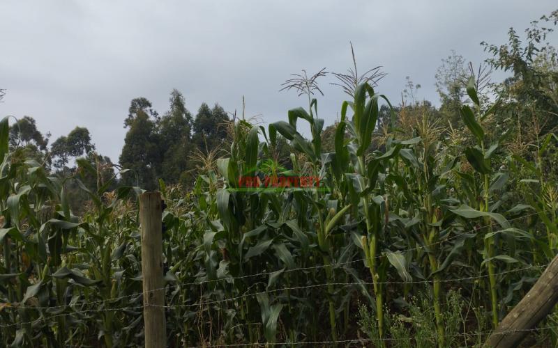 Prime 50*100 Ft Plot For Sale In Kikuyu- Ondiri