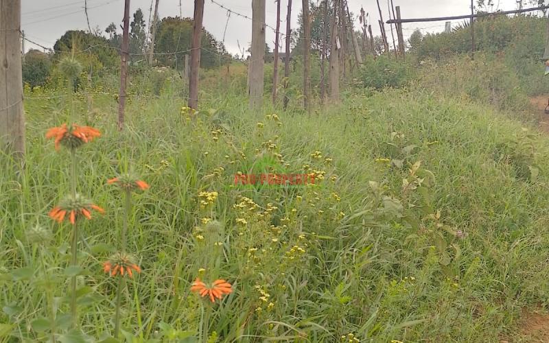 Prime 50 By 100 Residential Plots For Sale In Kikuyu Kamangu.