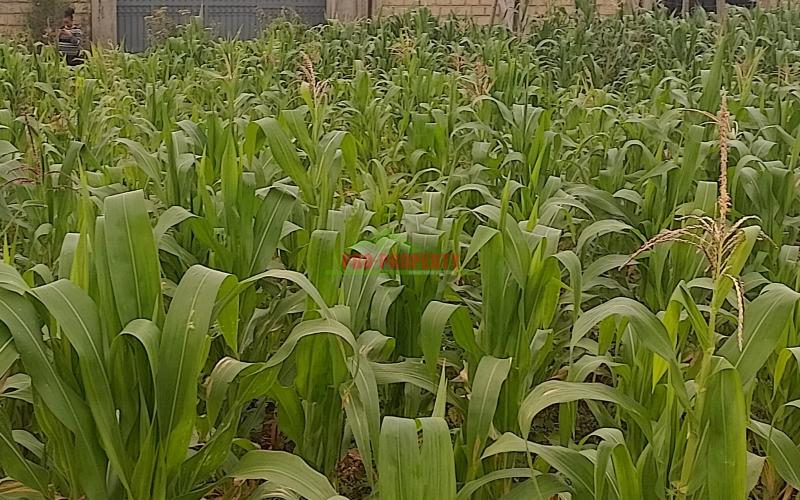 Prime 50 By 100 Residential Plots For Sale In Kikuyu Kamangu.