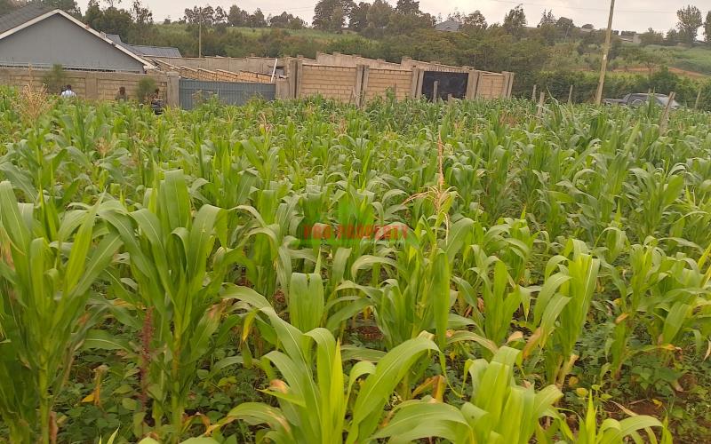 Prime 50 By 100 Residential Plots For Sale In Kikuyu Kamangu.