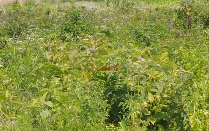 Prime Residential 50 By 100 Ft Plot For Sale In Kikuyu-gikambura,jumbo Tv