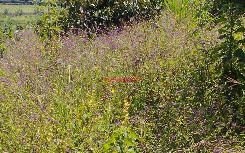 Prime Residential 50 By 100 Ft Plot For Sale In Kikuyu-gikambura