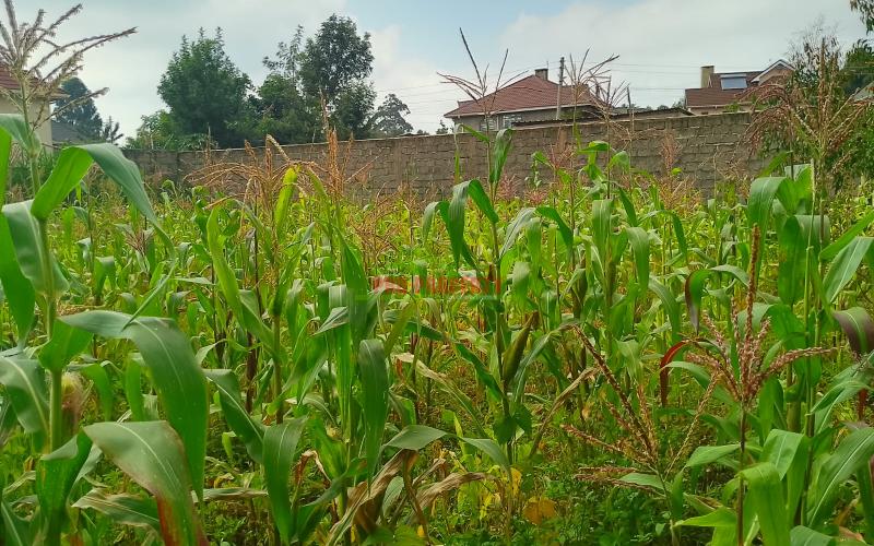 A1 Plots For Sale In Gikambura, Kikuyu