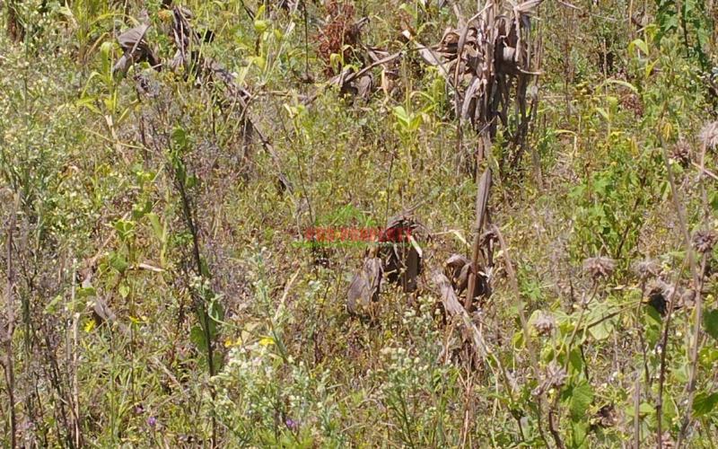 Prime 50by100 residential plot for sale in Kikuyu-ngamba