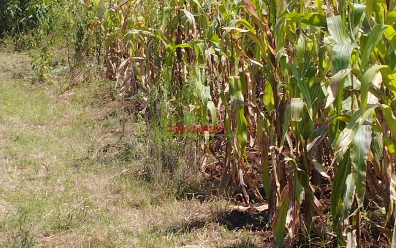 Prime 50by100 Residential Plot For Sale In Kikuyu-ngamba