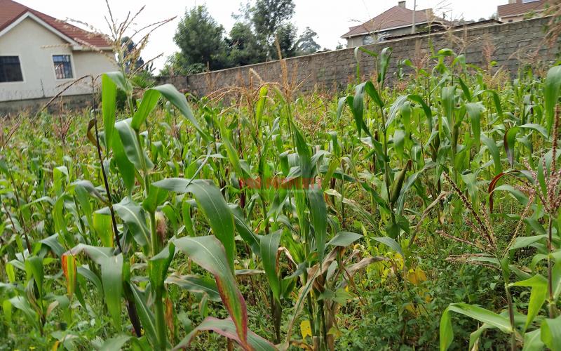 Prime 50 × 100 Plots For Sale In Gikambura