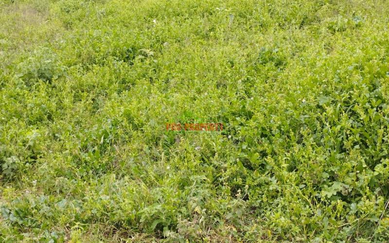 Prime  60by100ft Plot For Sale In Kikuyu-ondire
