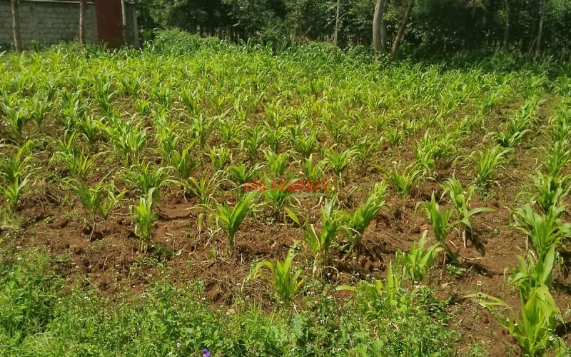 Prime Residential 100 By 100 Plot For Sale