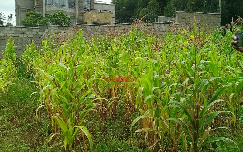 Prime 50 By 100 Residential Plot For Sale In Kikuyu Gikambura