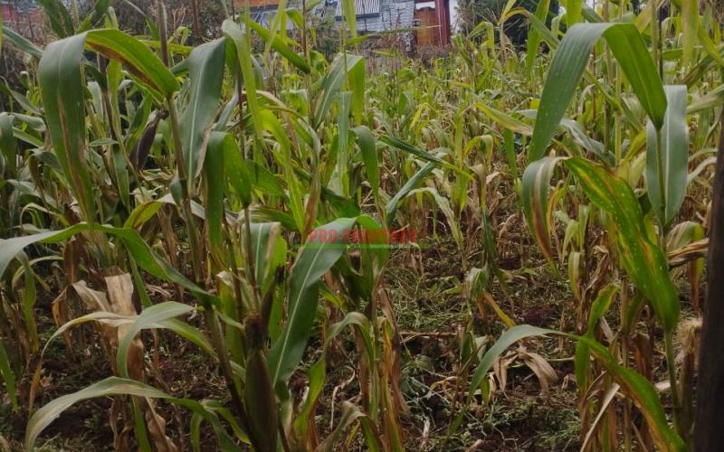 50by100 prime residential plot for sale in Kikuyu- zambezi