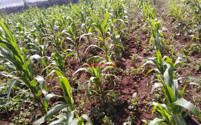 Residential Plot For Sale In Kikuyu Kamangu Area