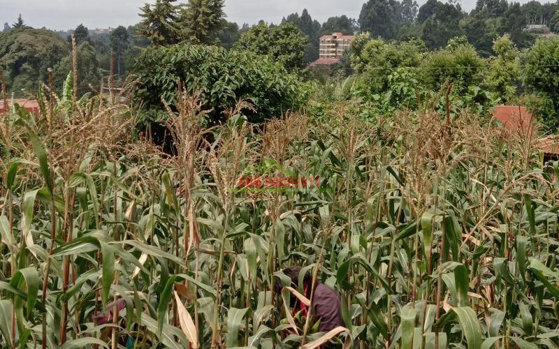 Commercial Plot For Sale In Muthure, Kikuyu