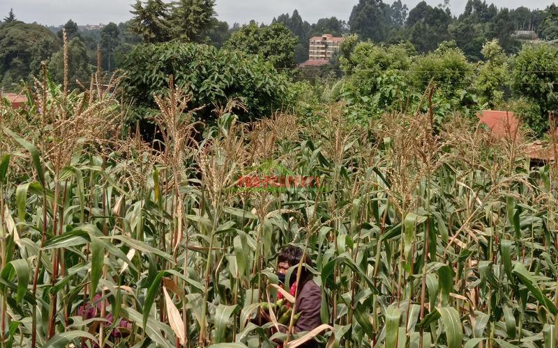 Commercial Plot For Sale In Muthure, Kikuyu