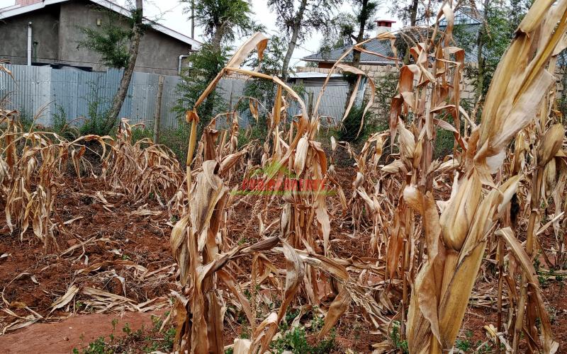 Prime Residential Plot For Sale In Kikuyu Kamangu.