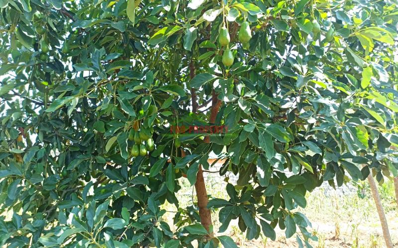 100 By 100ft Plot For Sale In Gikambura, Kikuyu