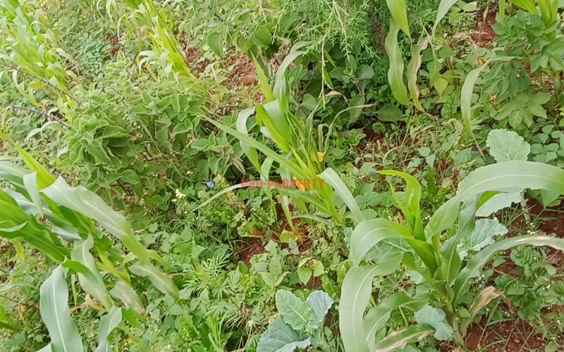 Prime 60*100 Plot For Sale In Kikuyu, Kamangu