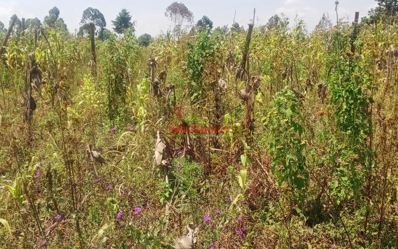Prime Residential Plot For Sale In Kikuyu, Ng'amba