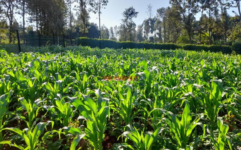 Commercial Plot For Sale In Kikuyu, Thogoto.