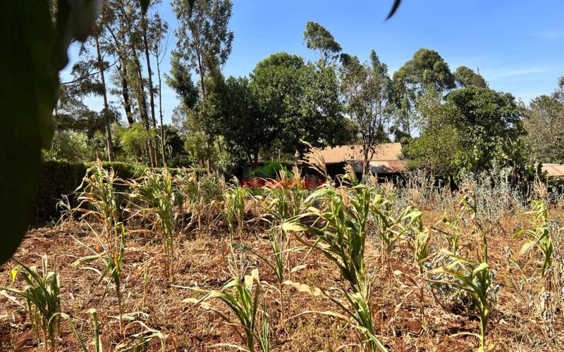Prime 50 By 100fts Plot For Sale In Kikuyu, Thogoto.