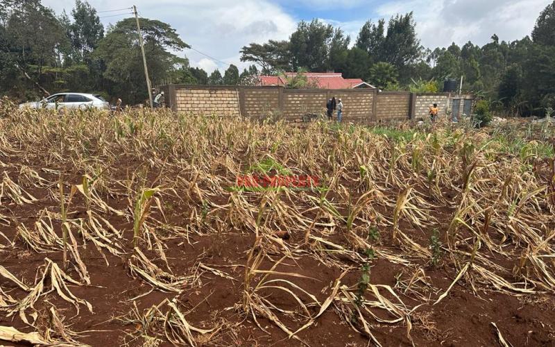 Prime Residential Plot For Sale in Kikuyu, Gikambura.