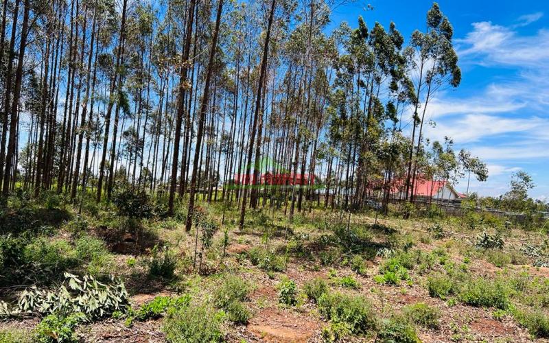 50 X 100fts Plots For Sale In Kikuyu, Gikambura.