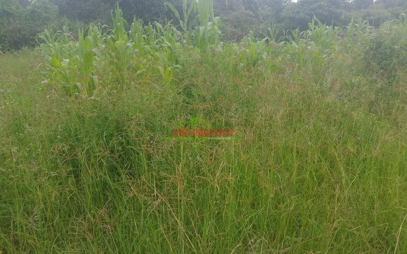 Prime 50 By 100  Plot  For Sale In Kikuyu Gikambura