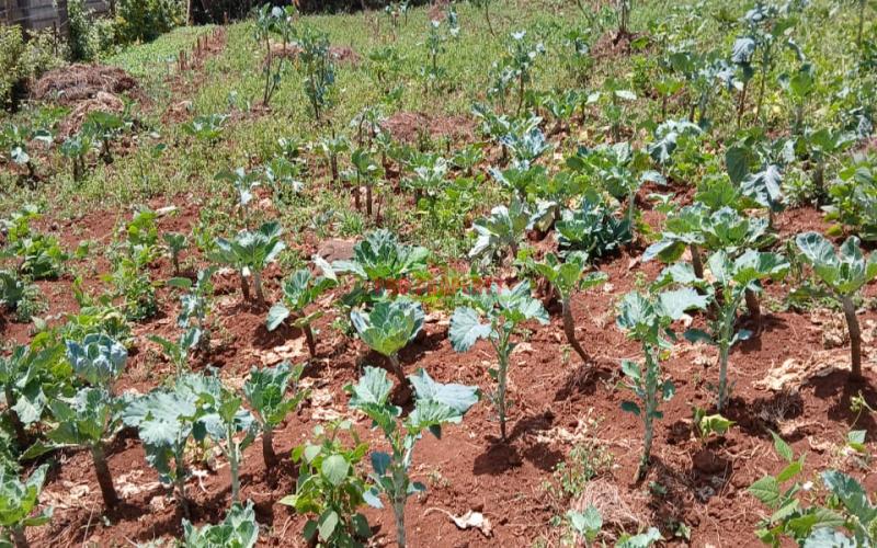 Prime 50 By 100 Ft Plot For Sale In Kikuyu Migumoini