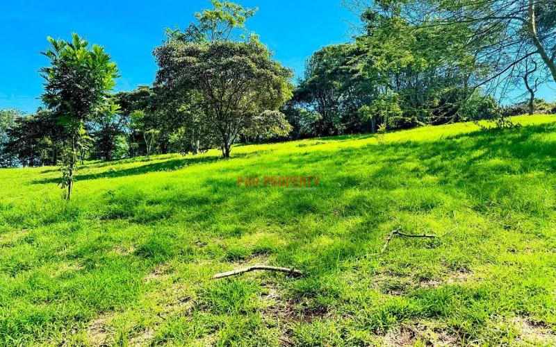 Prime 1/4 Acre Plots For Sale In Ngong (tulivu Estate)