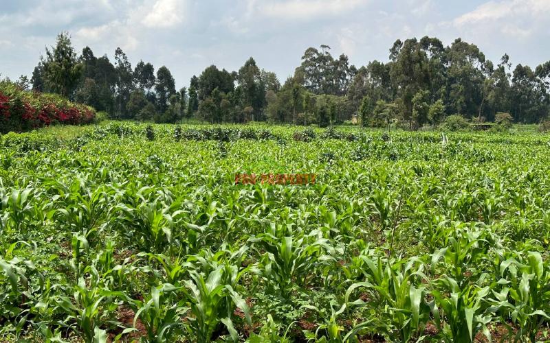 Prime Residential 1 Acre Land For Sale In Rironi Near Tilisi Estate.